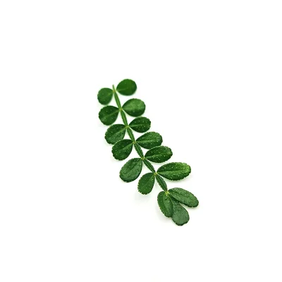 Socho-Baharat-Vitalgreen